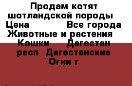 Продам котят шотландской породы › Цена ­ 2 000 - Все города Животные и растения » Кошки   . Дагестан респ.,Дагестанские Огни г.